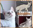 Protezione Micio Onlus: adozione gattina Gelsomina