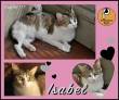 Protezione Micio Onlus: adozione gatta Isabel