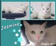 Protezione Micio Onlus: adozione gattina Jasmine