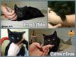 Protezione Micio Onlus: adozione gattine Matilde&Cenerina