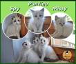 Protezione Micio Onlus: adozione gattini Spy,Puntino,Missy