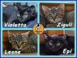Protezione Micio Onlus: adozione gattini Zigulì&fratellini