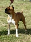 American Staffordshire terrier