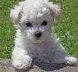 Bichon frise
