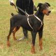 CLARCK DOBERMANN CERCA CASA