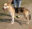 RINNOVO APPELLO!!! MURPHY, 2 anni, BELLISSIMO LUPETTO GIOVANE CERCA UNA CASA