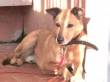 ADOZIONE DEL CUOREPER SILLA - BERGAMO
