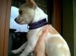 Collare, collarino per chihuahua, collarino per cani e gatti