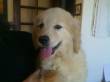 cuccioli di GOLDEN RETRIEVER!!!