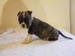 Esclusiva cucciolata di American Staffordshire Terrier