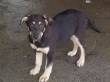 Roxy cucciolona di 4 mesi cerca casa