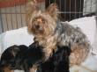 Cuccioli di Yorkshire Terrier