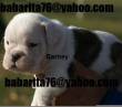 bulldog inglese cuccioli disponibili per adozione