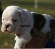 Maschio e femmina Bulldogs Inglese per l'adozione