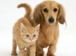 Pet-Sitter Oderzo (TV)