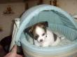 DISPONIBILI CUCCIOLI DI CHIHUAHUA