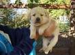 LABRADOR CUCCIOLI MILANO