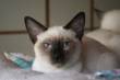 Cucciola Thai