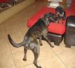 Speed, pittbull giocherellone, spera finalmente di trovare casa