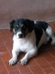 BERGAMO: FONZIE, MINI TERRIER CERCA CASA