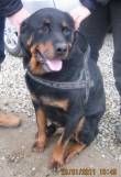 ADOZIONE URGENTE: NERONE: Rottweiler di 11 anni abbandonato in canile, fatica a reggersi sulle zampe