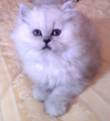 Cucciolo persiano black smoke