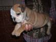 bulldog inglesi e bullterrier standard