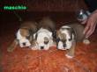 bulldog inglese maschio e bullterrier standard