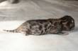 cuccioli gatti bengal