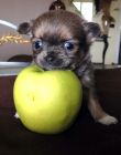 Chihuahua toy