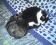 PET SITTER (CANI/GATTI E QUALUNQUE ANIMALE, NO COCCODRILLI...!)