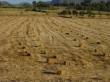 Terreno agricola di 11 pertiche a corpo unico