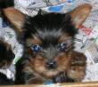 cuccioli di yorkshire