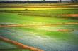Terreno a riso di 10 ettari