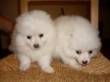 cuccioli di volpino italiano cani piccola taglia