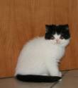 CUCCIOLO EXOTIC SHORTHAIR