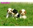 cavalier, bulldog, bullterrier