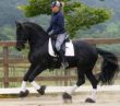sano cavallo Frisone