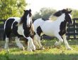 Belle Gypsy Vanner cavalli