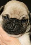 Carlino cuccioli