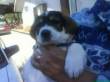 Beethoven cerca casa