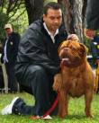 Dogue de Bordeaux cuccioli