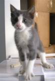 ADOZIONE DEL CUORE! ETTORE gattino particolare cerca urgentemente casa al canile Comunale!