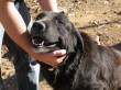 CANE SALVATO DALLA SOPPRESSIONE!