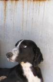 CANE SALVATO DALLA SOPPRESSIONE!