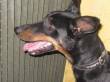 CANE SALVATO DALLA SOPPRESSIONE!