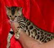 Bengala gattino disponibili per l'adozione
