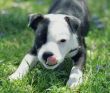 Vendita cuccioli di American Staffordshire a partire da 595