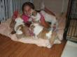 Cuccioli Bulldog inglese gratuitamente