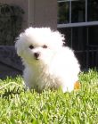 Vendita cuccioli di bolognese a partire da 595